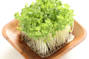 Broccoli Sprouts with Plate